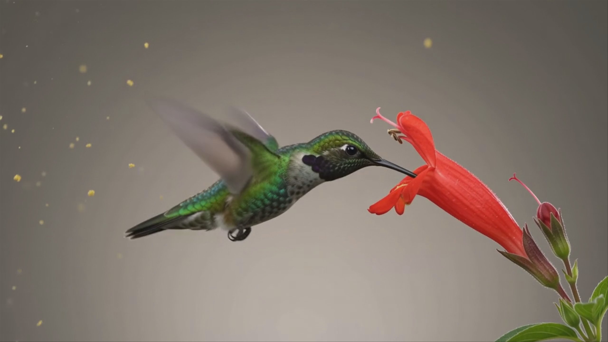 An emerald hummingbird with a purple throat hovers and feeds at a red tubular flower against a soft studio backdrop.