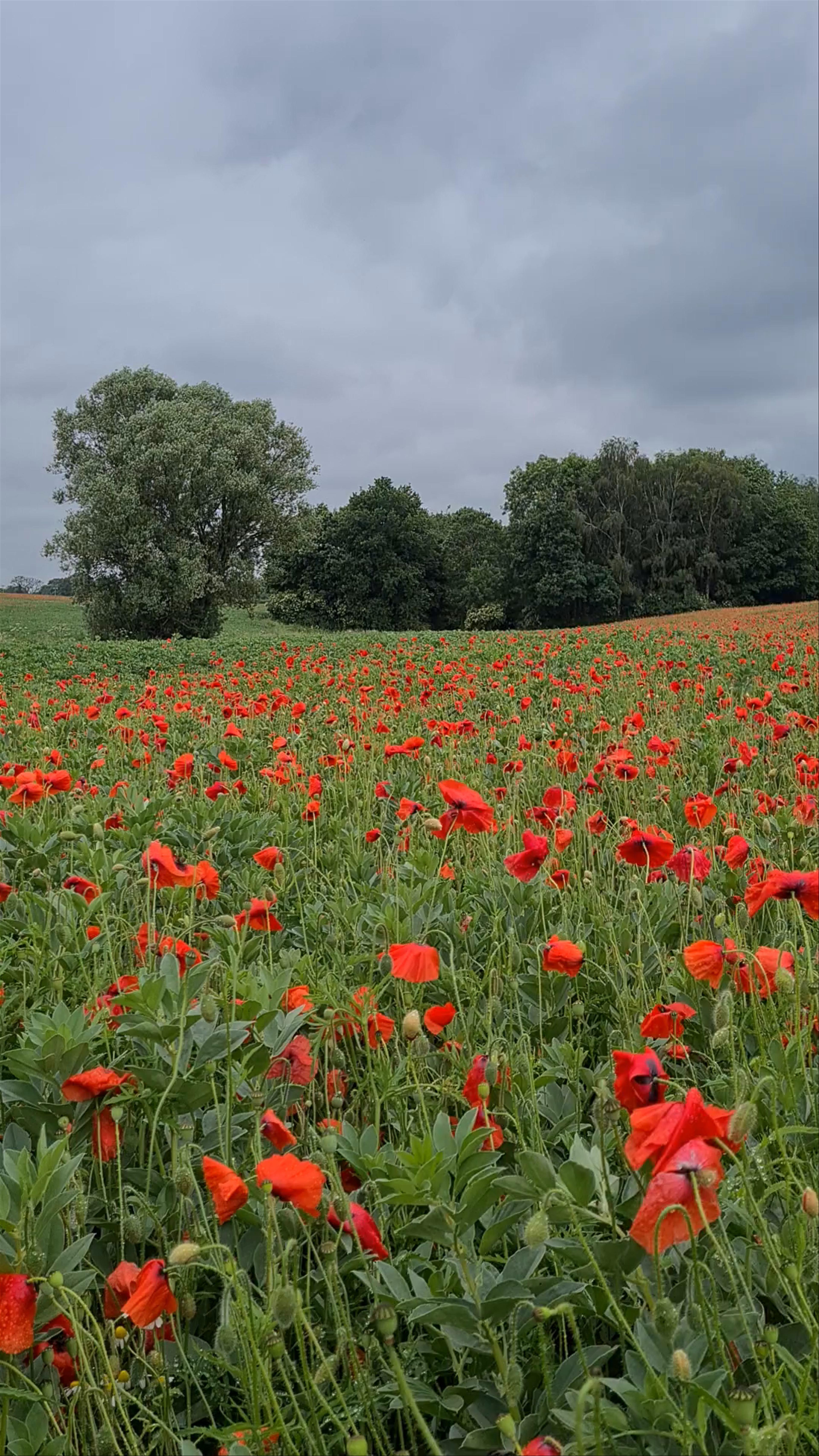 Poppies in Leamington Spa