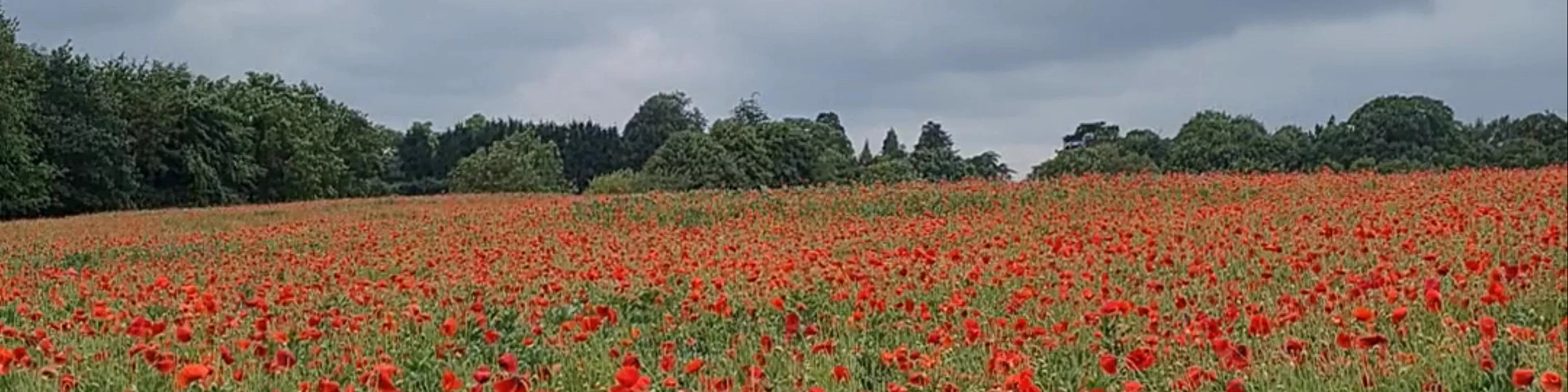 Poppies in Leamington Spa