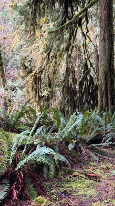 Mount Storm King - Hiking Near Me - Port Angeles, Washington