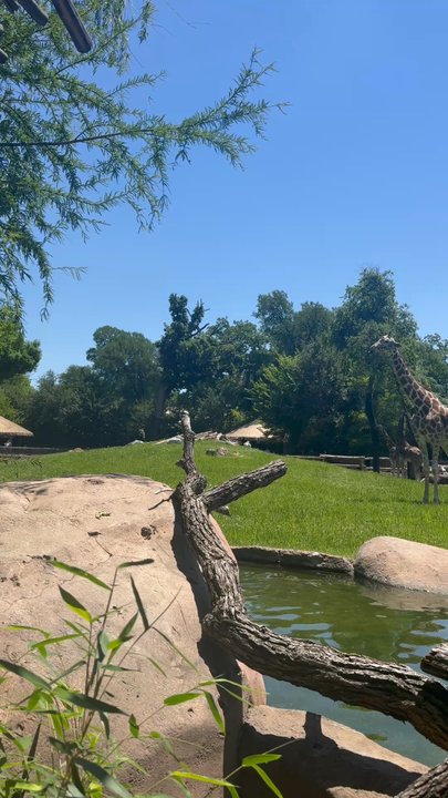 Fort Worth Zoo - Giraffes - Zoos Near Me - Fort Worth, Texas