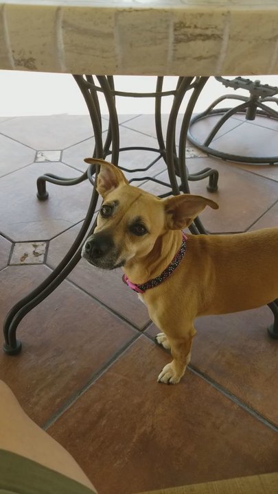 Bubble Doggie - Cleo is always happy when she comes home from bubble doggy. This place is professional reasonable and prices and is always there for you. - Pet Groomers Near Me - La Mirada, California