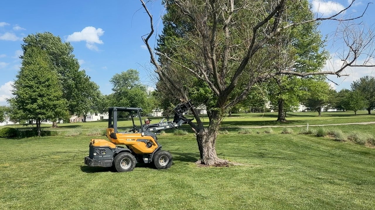 An Ideal Cut - This was my Willow Tree - Tree Services Near Me