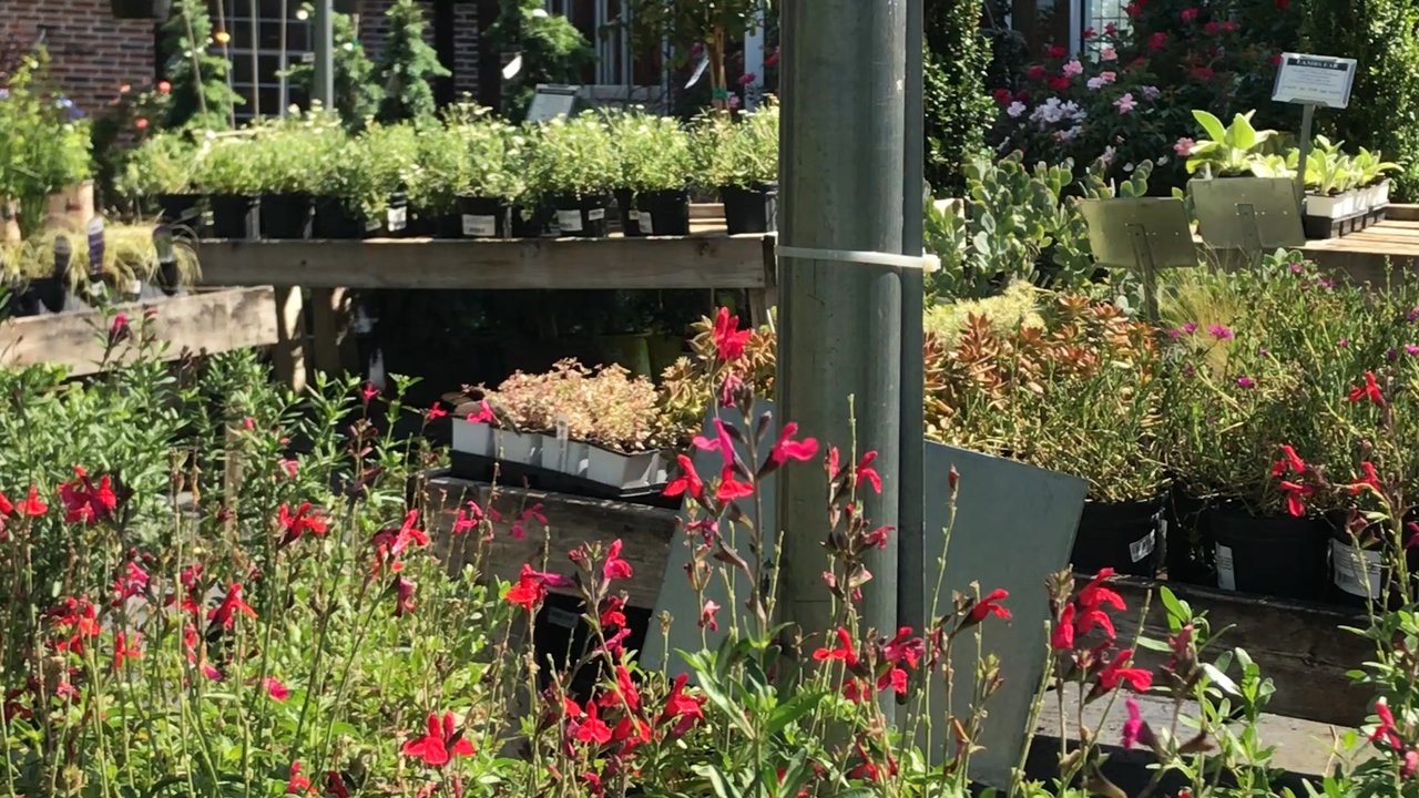 Blooming Colors Nursery - Hummingbird came to visit autumn sage - Landscaping Near Me - Grapevine, Texas