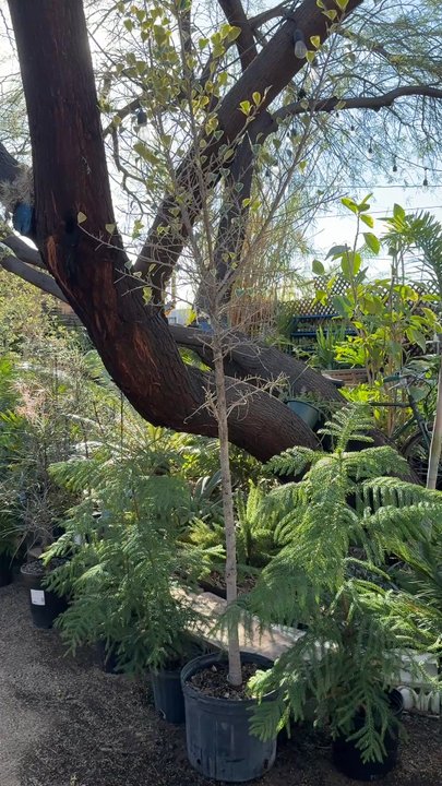Pueblo - Garden - Nurseries & Gardening Near Me - Phoenix, Arizona