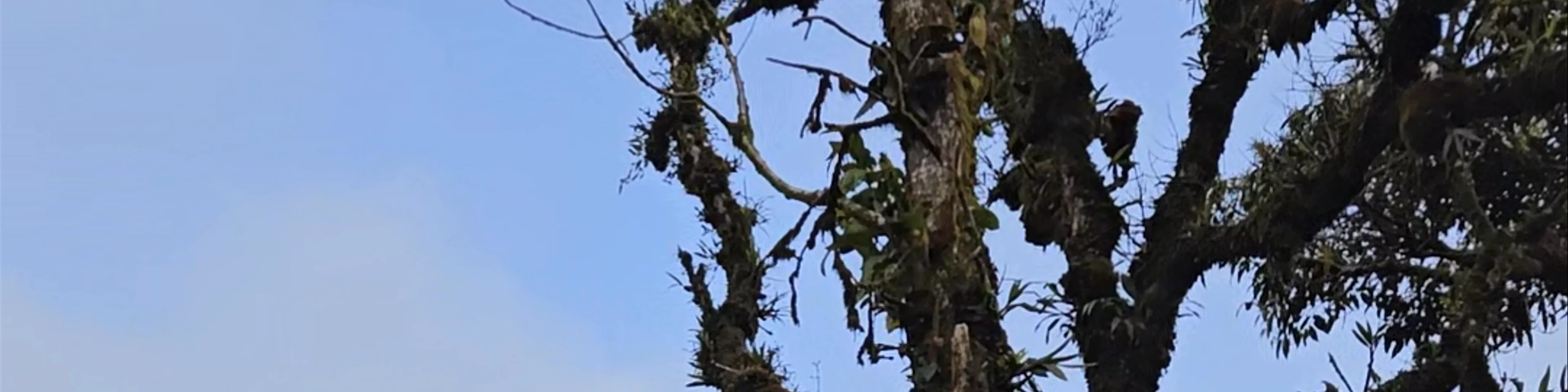 Mossy Forest Family Retreat
