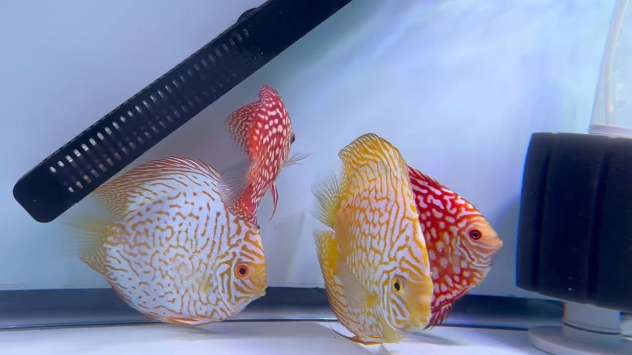 Chicago Discus - Local Fish Stores Near Me - Chicago, Illinois
