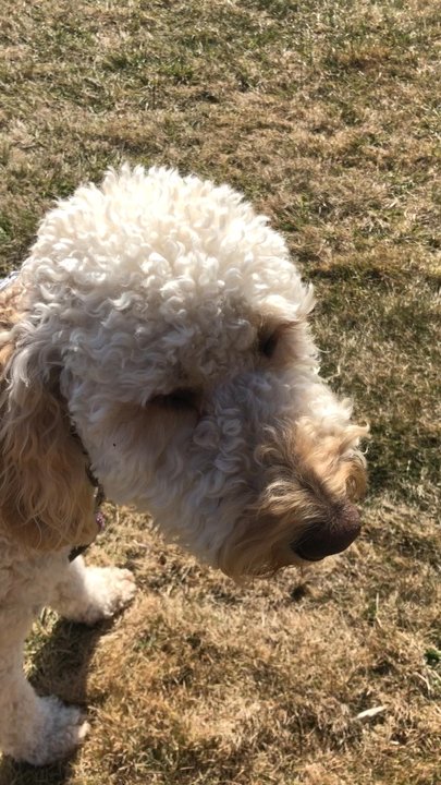 K9U - Tessie always being happy after a day at daycare from K9 - Pet Training Near Me - Lindenhurst, New York