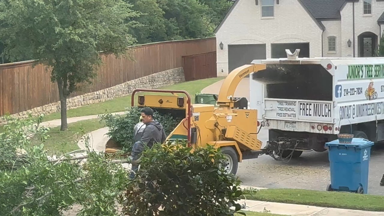Junior's Tree Services - Amazing job - Tree Services Near Me - Lewisville, Texas