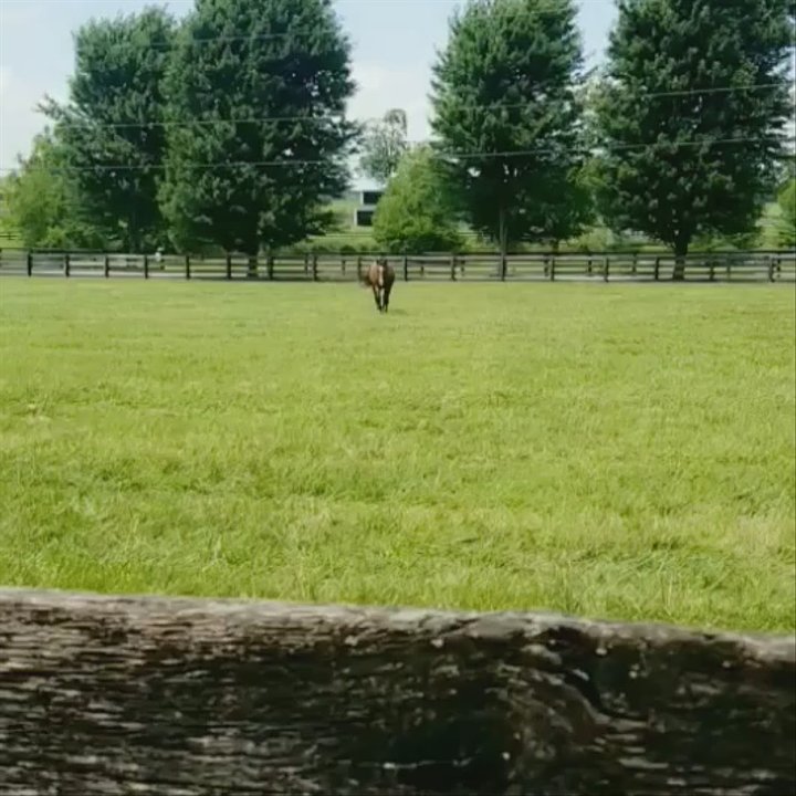 Old Friends - Happy horses - Horse Racing Near Me - Georgetown, Kentucky