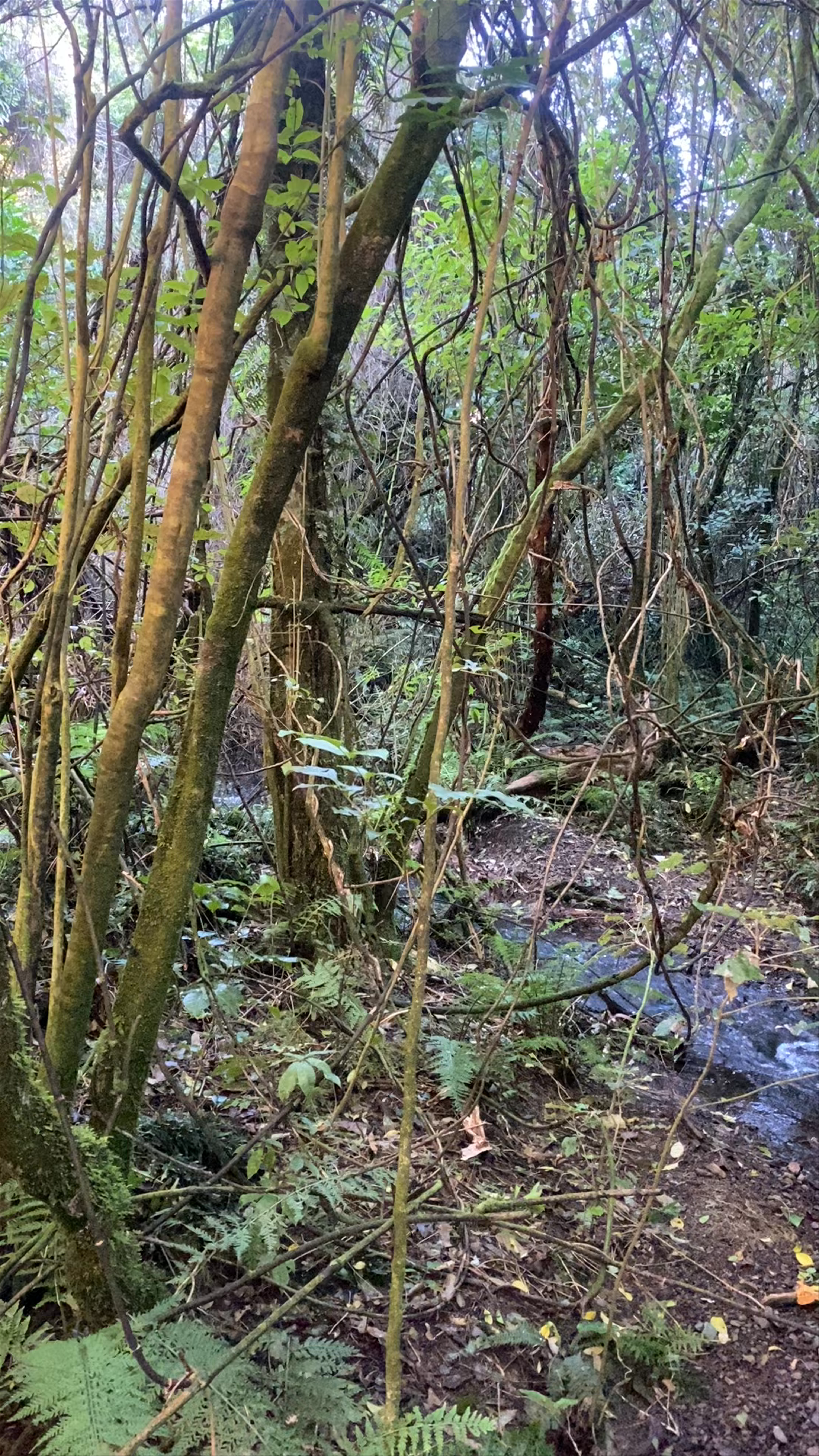 Zealandia Te Māra a Tāne Waiapu Road
