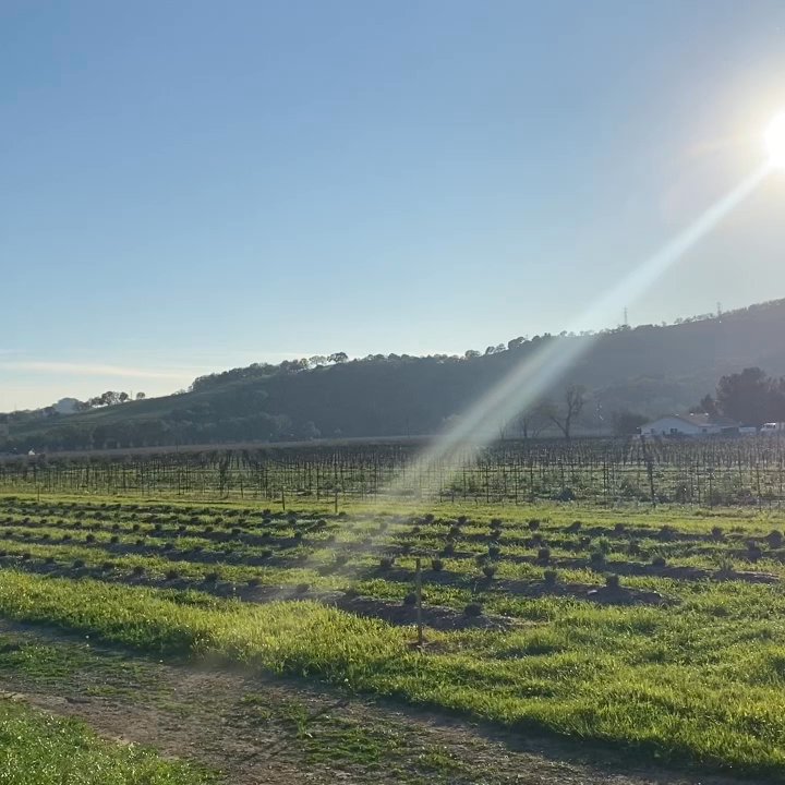 BackRoad Vines - Loving this view from their patio! - Wine Tasting Room Near Me - Fairfield, California