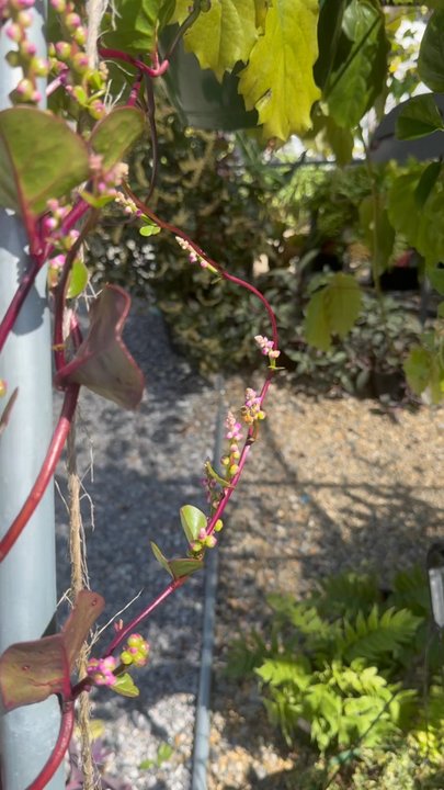 Chlorophyll - Outdoor plants - Home Decor Near Me - Asheville, North Carolina