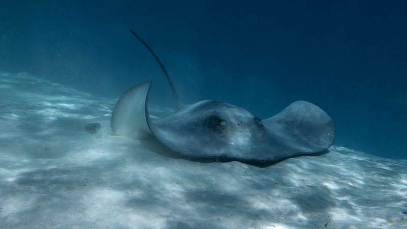 Diamond Stingray poster