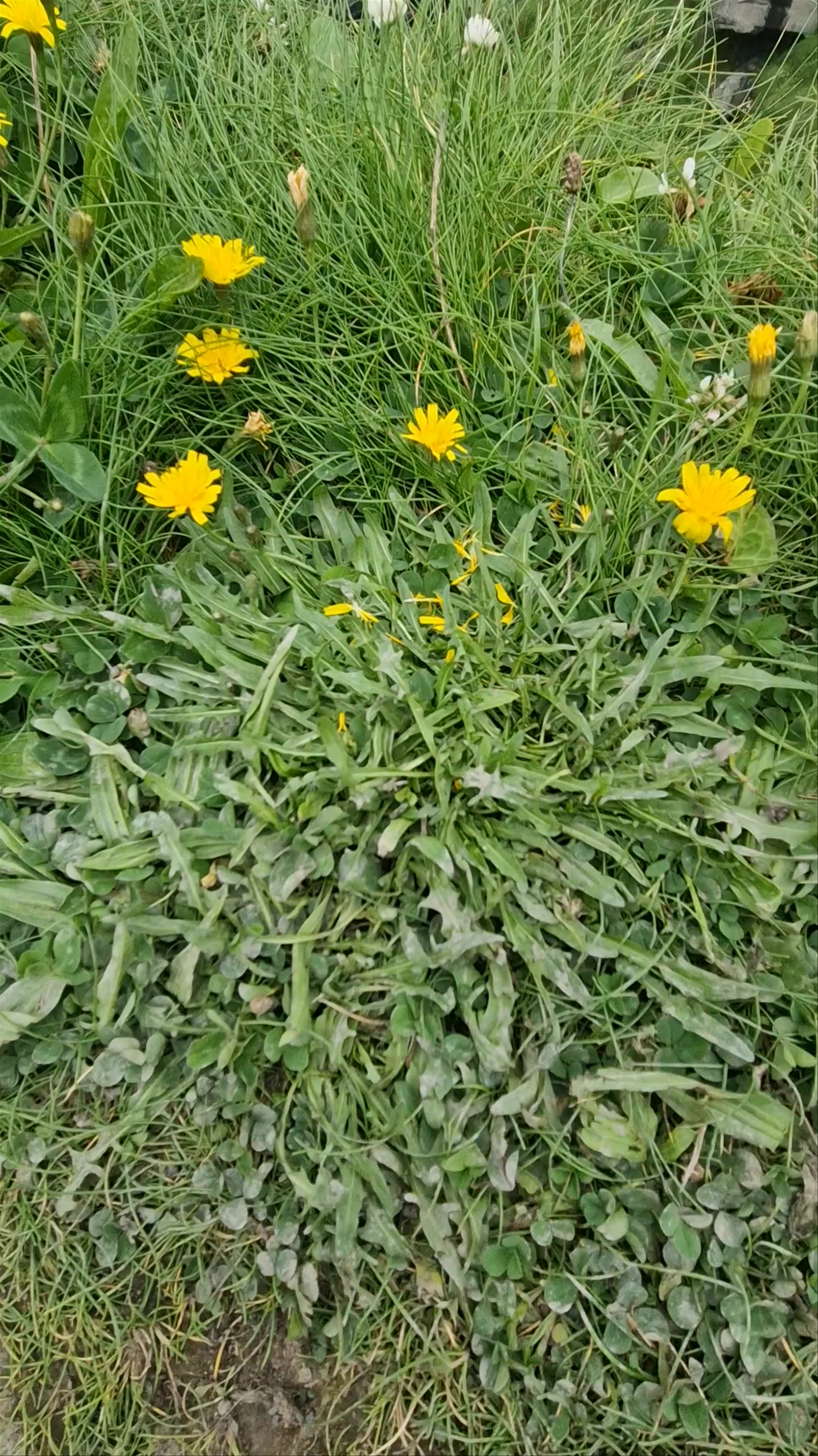 Cliffs of Moher Walking Trail