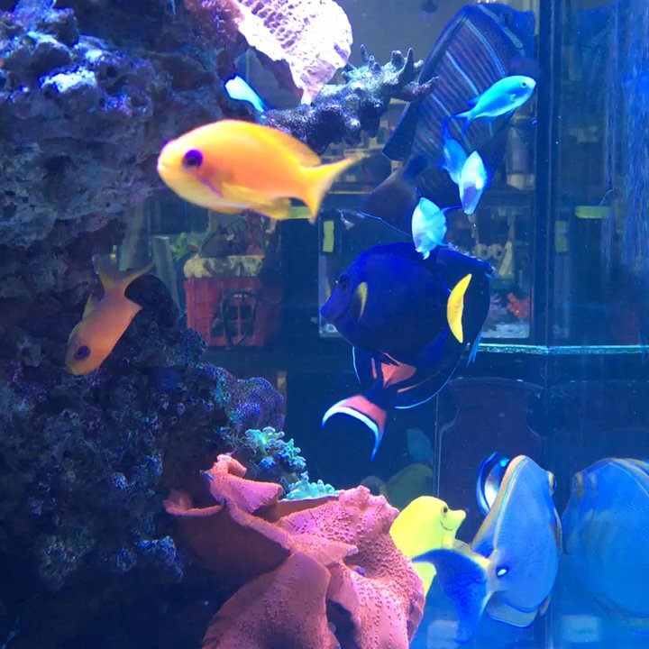 Creation Pet - Pet Stores Near Me - Woodstock, Georgia