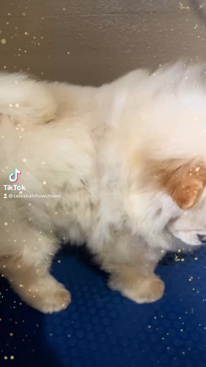 Hoku Kennels - Beautiful cream chow chow - Pet Breeders Near Me