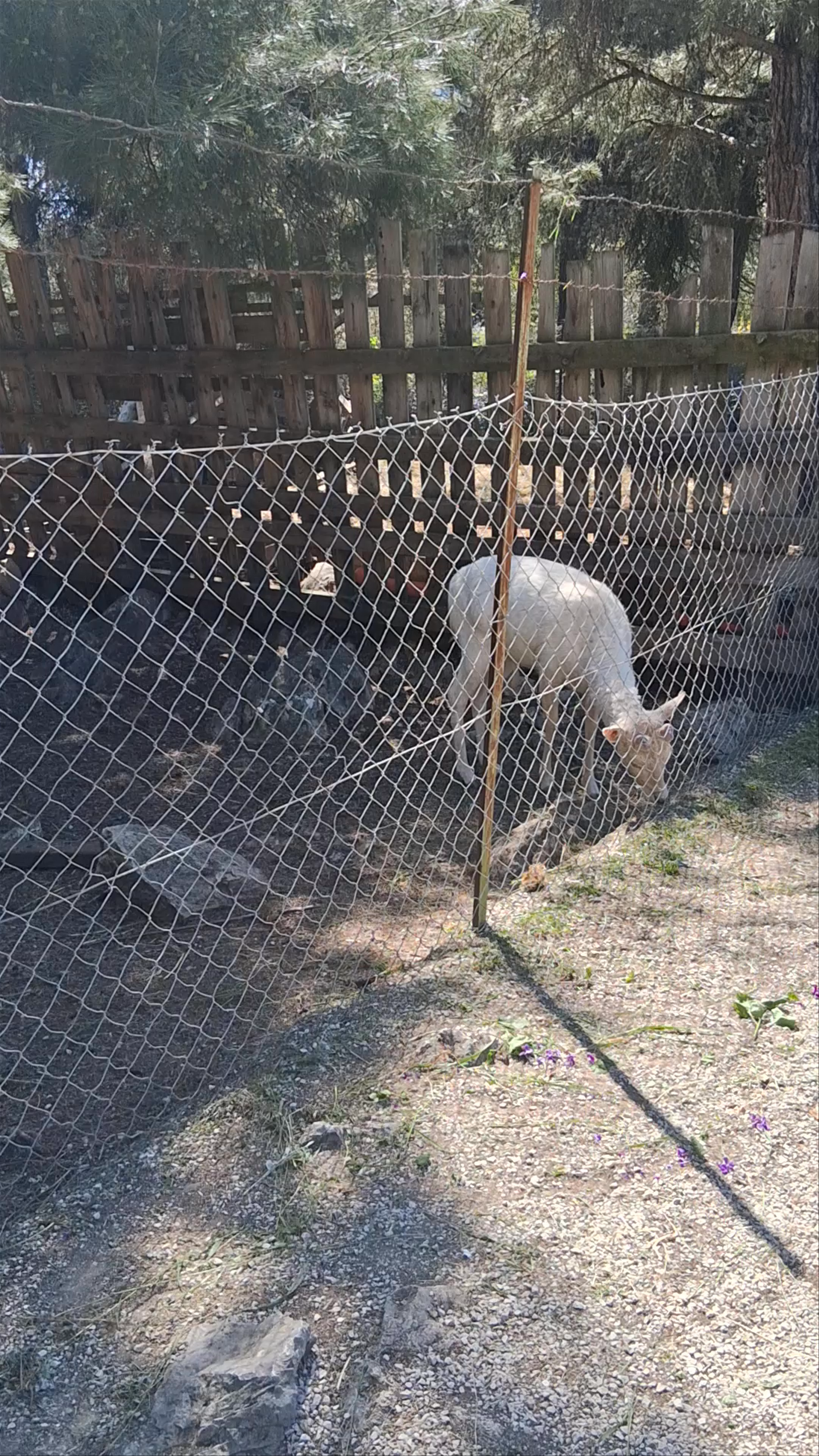 Peaceful Forest and Goat Sanctuary at Profitis Ilias, Kastoria, Greece