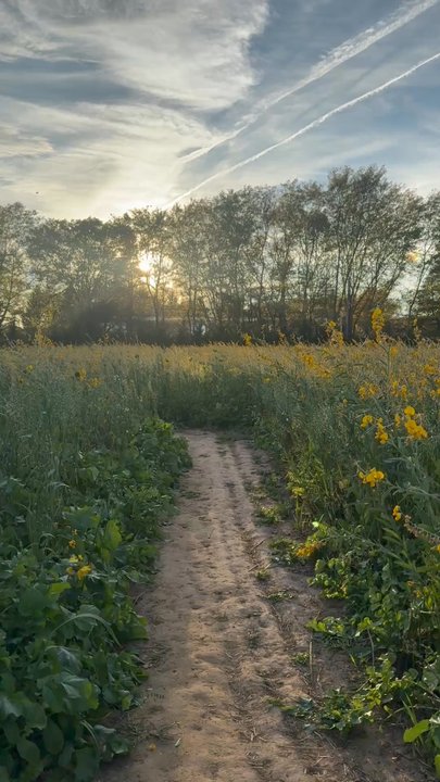 Terhune Orchards - Get lost in a sunflower maze - Fruits & Veggies Near Me - Princeton, New Jersey
