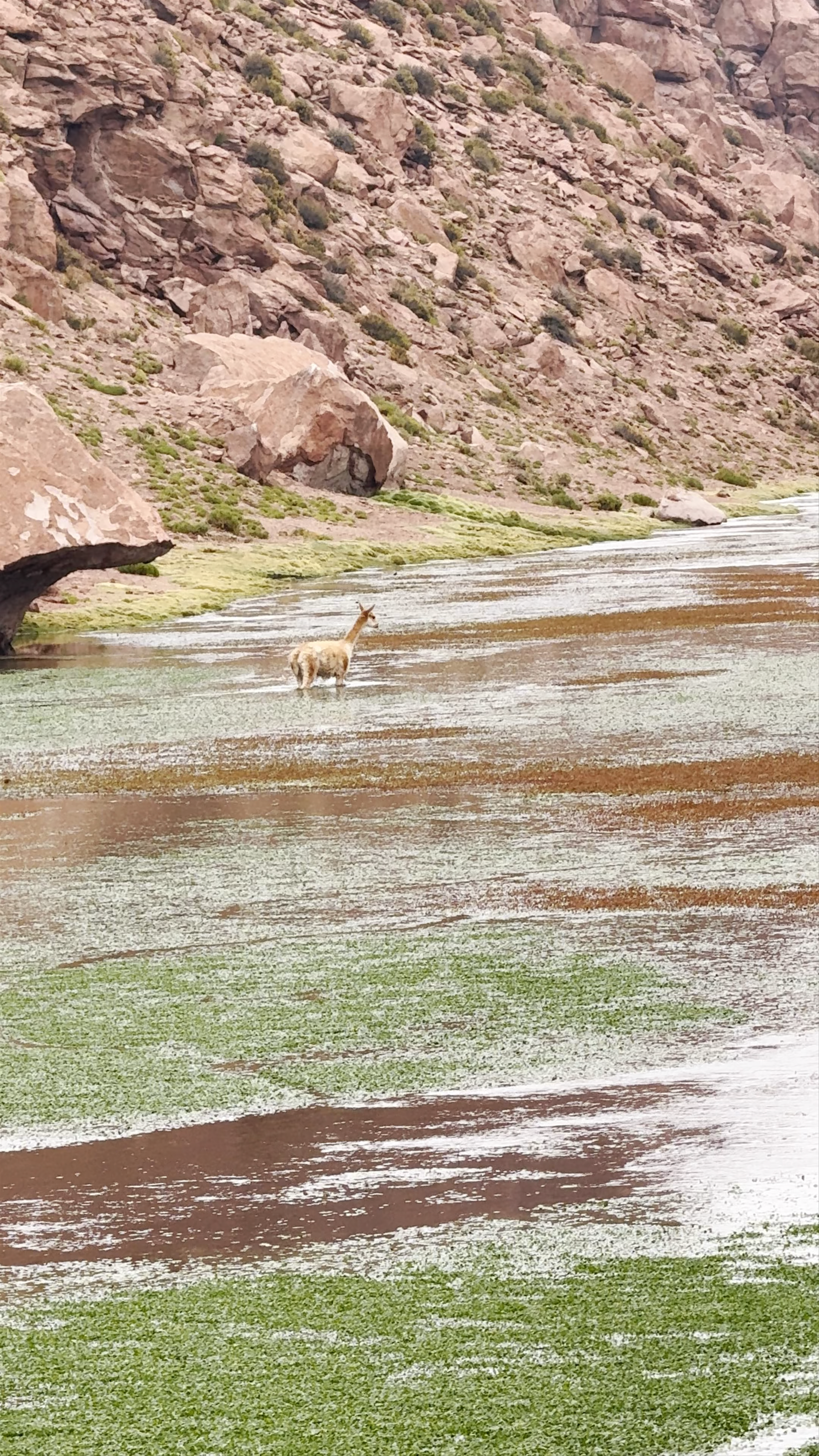 Vado Río Putana - Río Putana