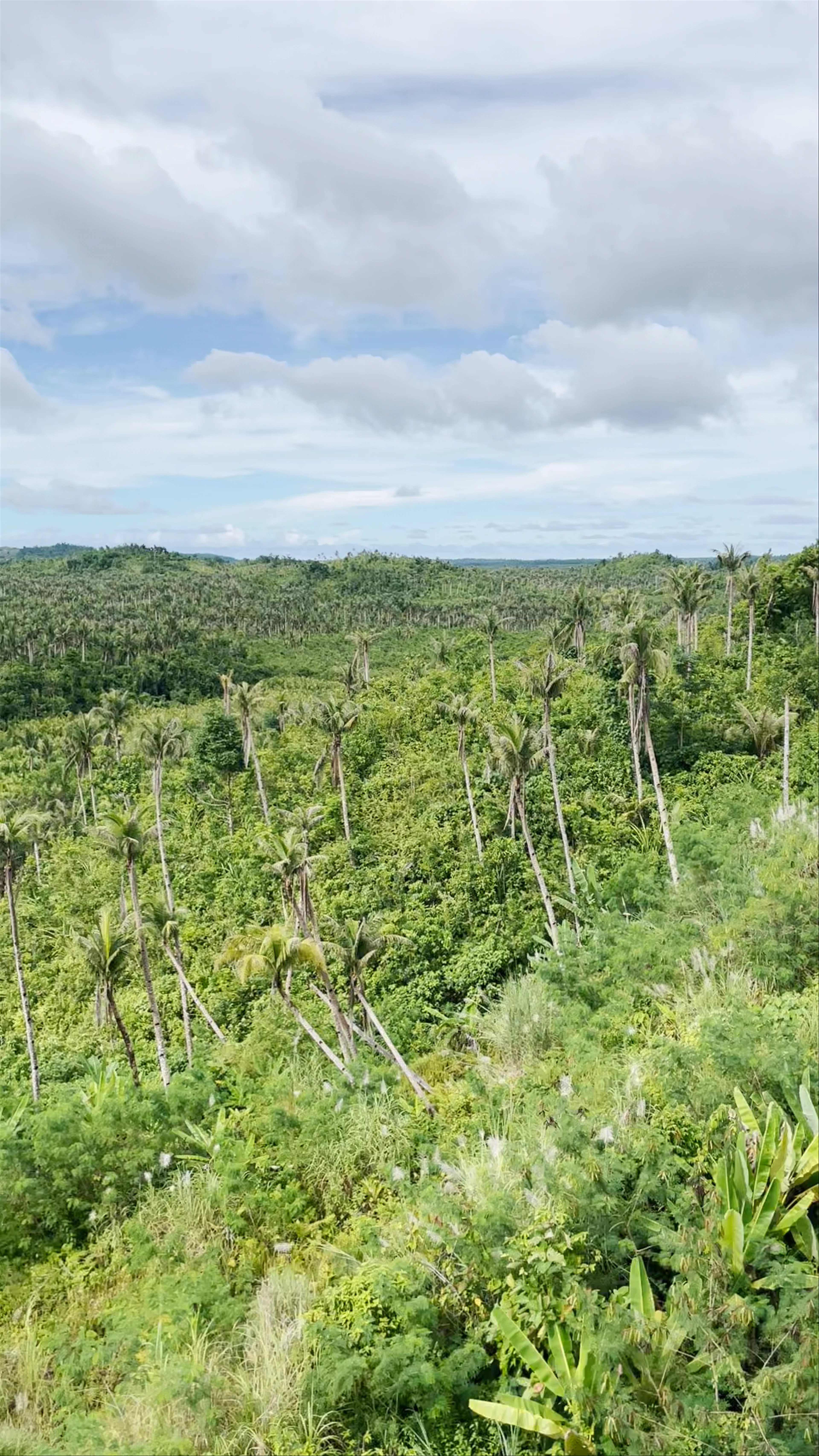 Coconut Plantation, Siargao Circumferential Road