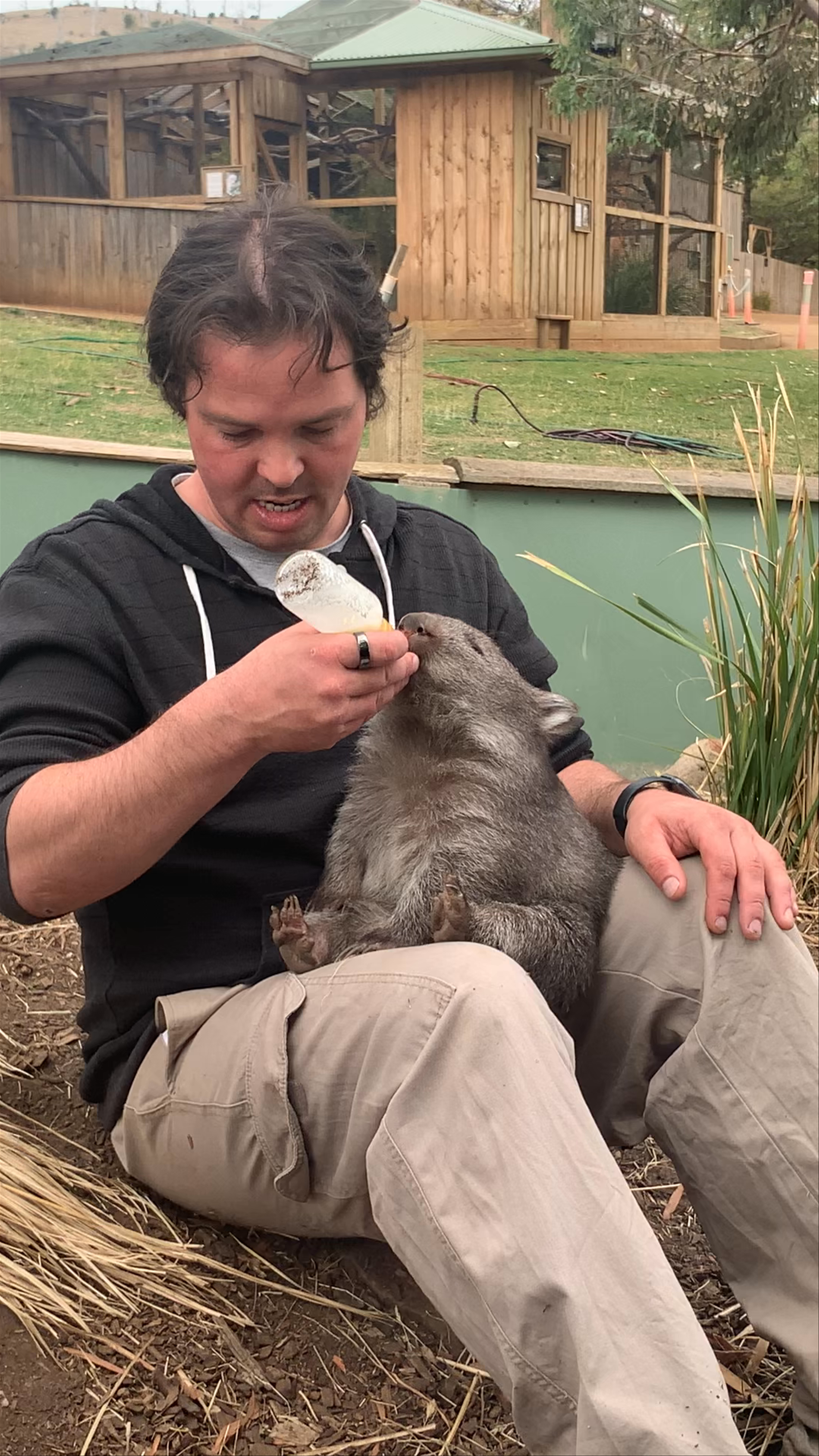 Feeding a Wombat at Bonorong Wildlife Sanctuary, Tasmania