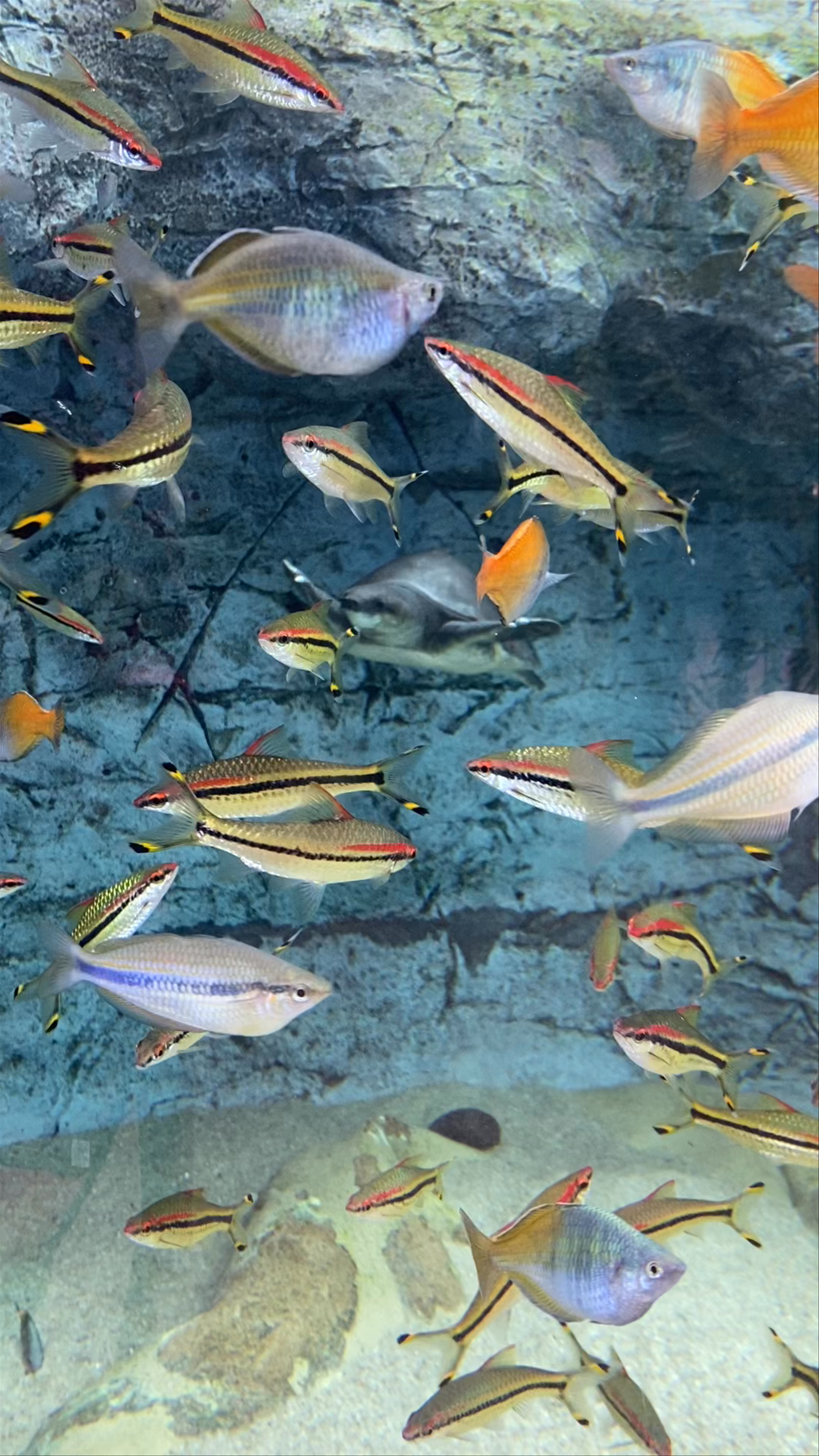 Poema del Mar Aquarium