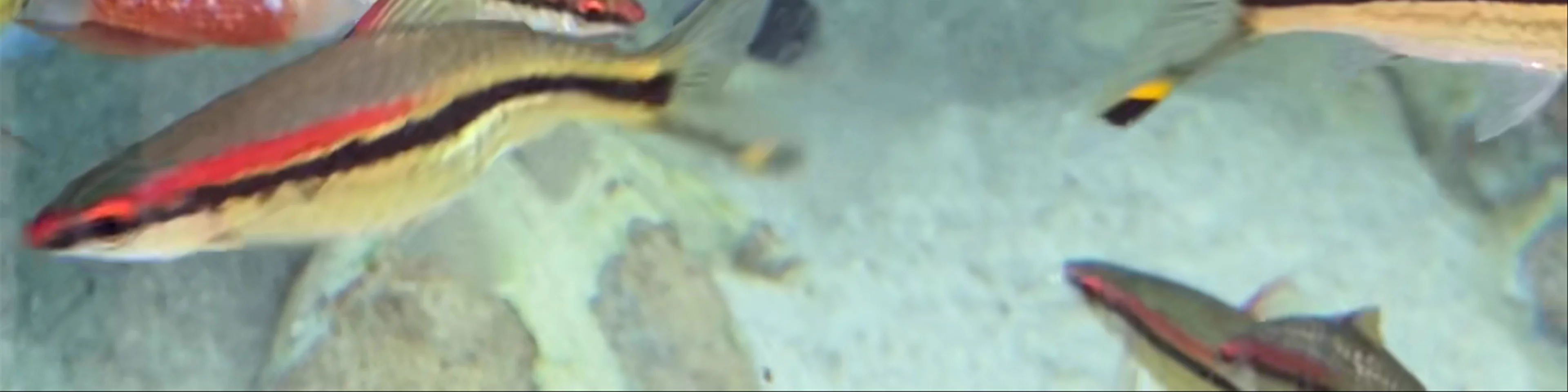Poema del Mar Aquarium