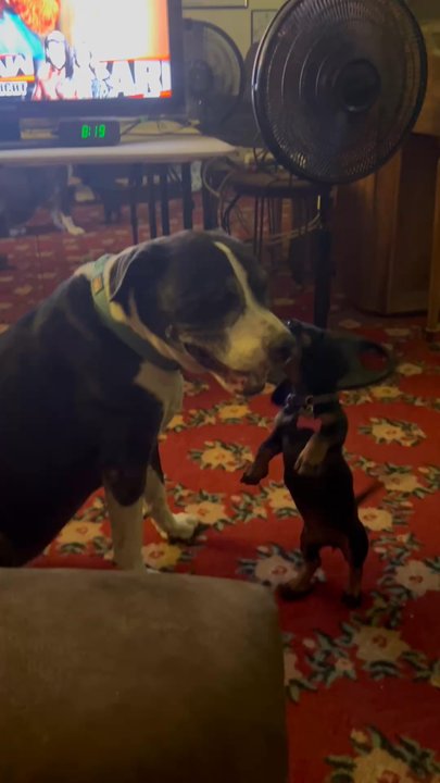 Crazy About Dachshunds - Pet Breeders Near Me