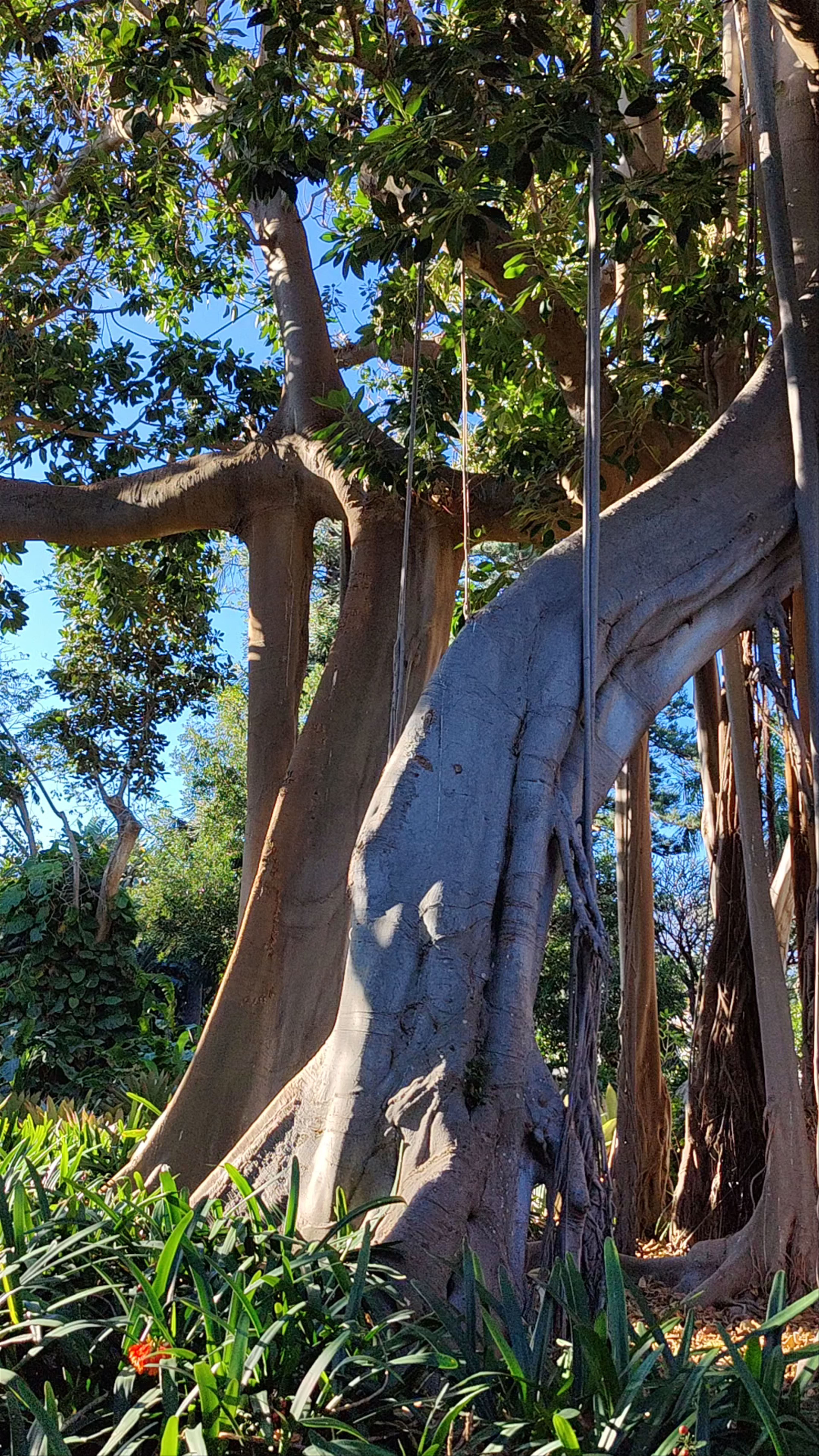 Botanical Garden