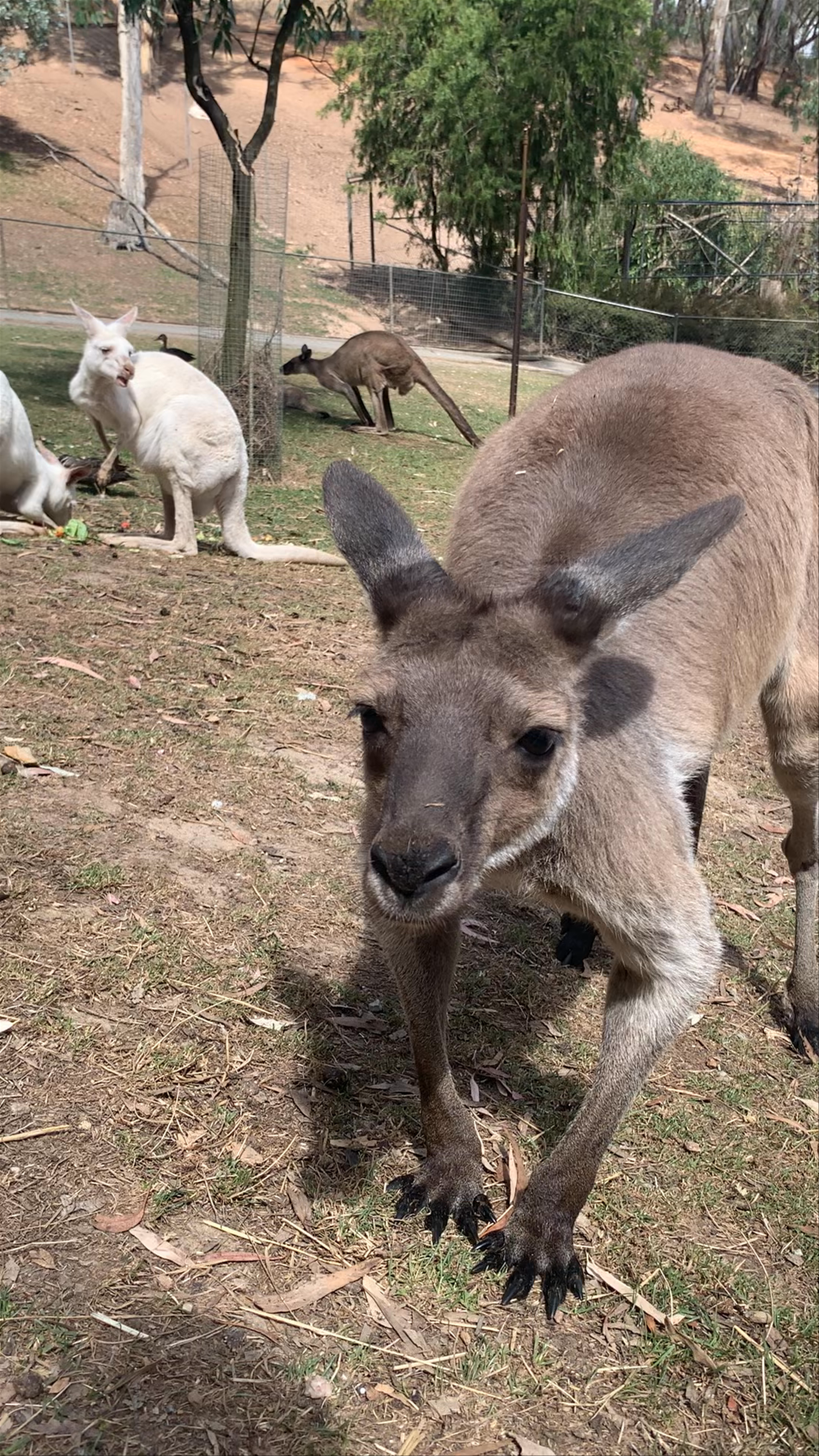 Up Close with Kangaroos at Gorge Wildlife Park, Cudlee Creek