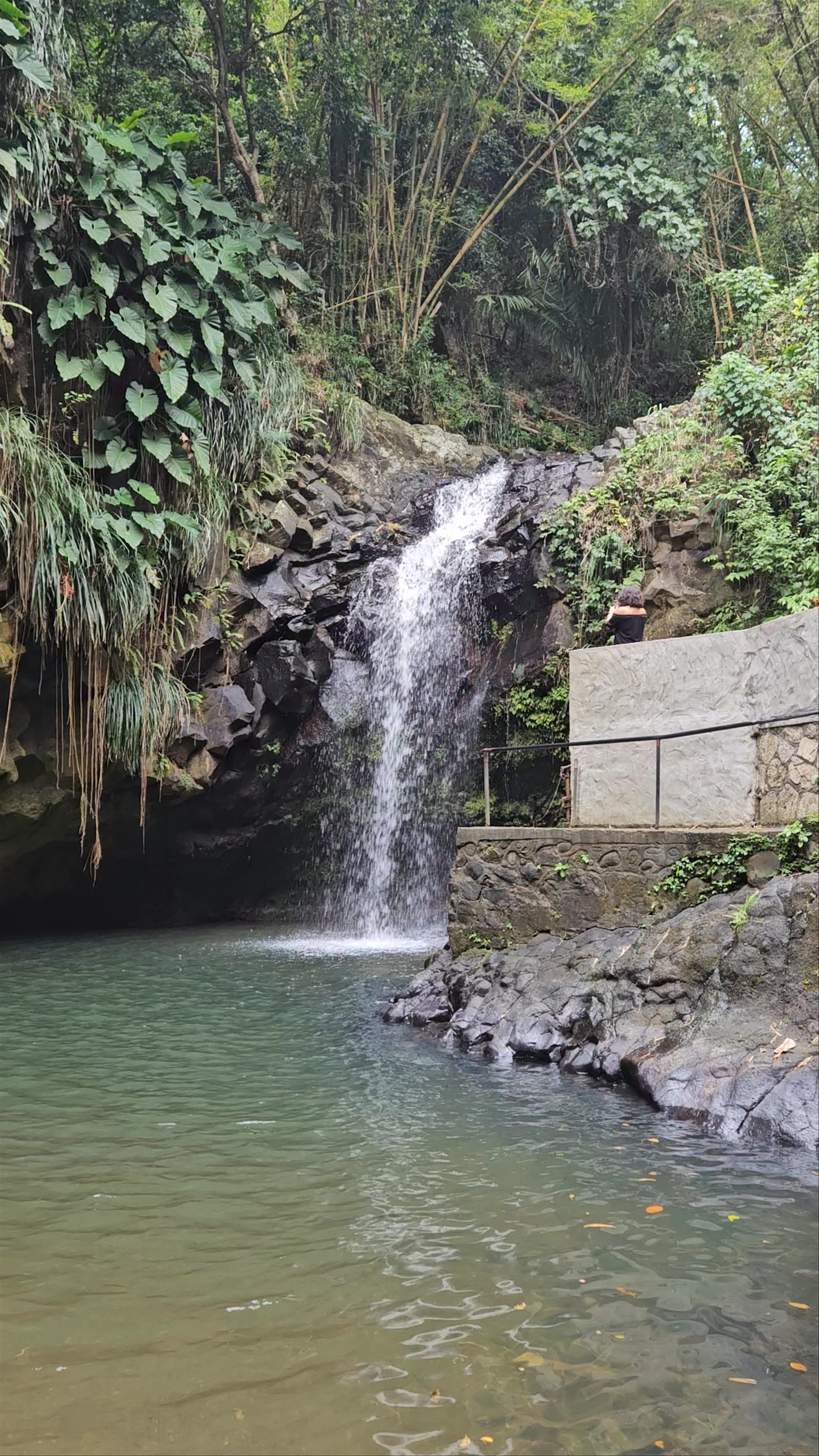 Annandale Waterfall & Forest Park