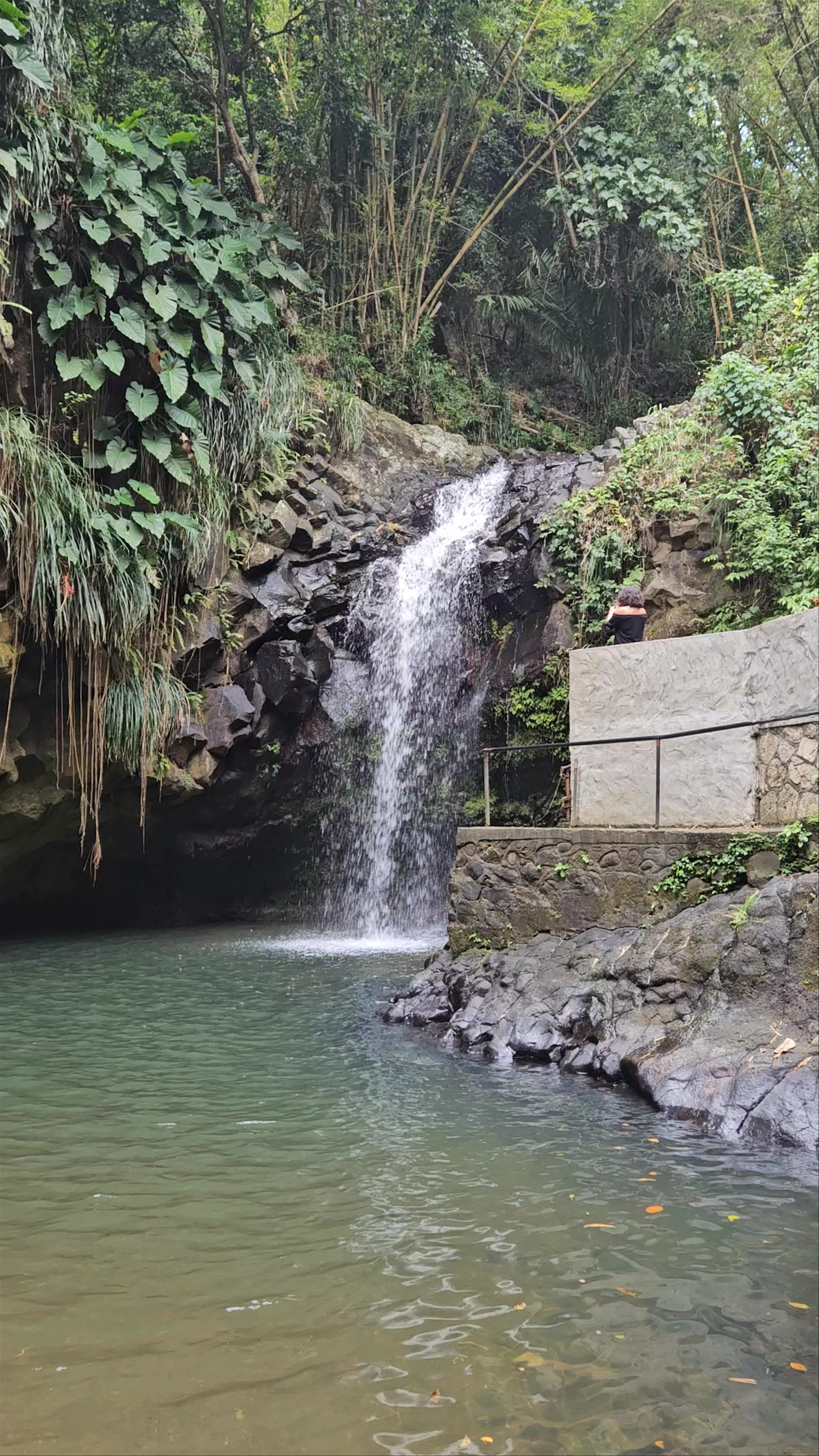 Annandale Waterfall & Forest Park