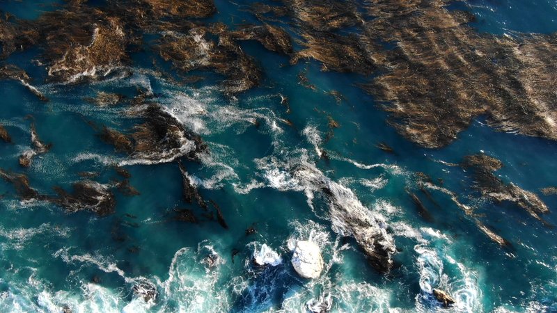 Aerial View of Kelp Forest, California poster