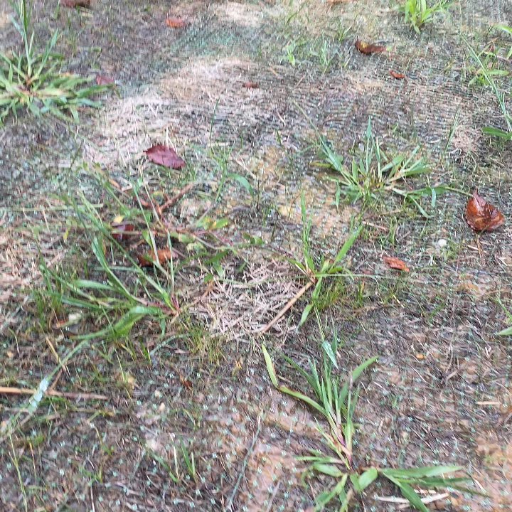 American Turf - Seeded according to American turf - Landscaping Near Me - Davidsonville, Maryland