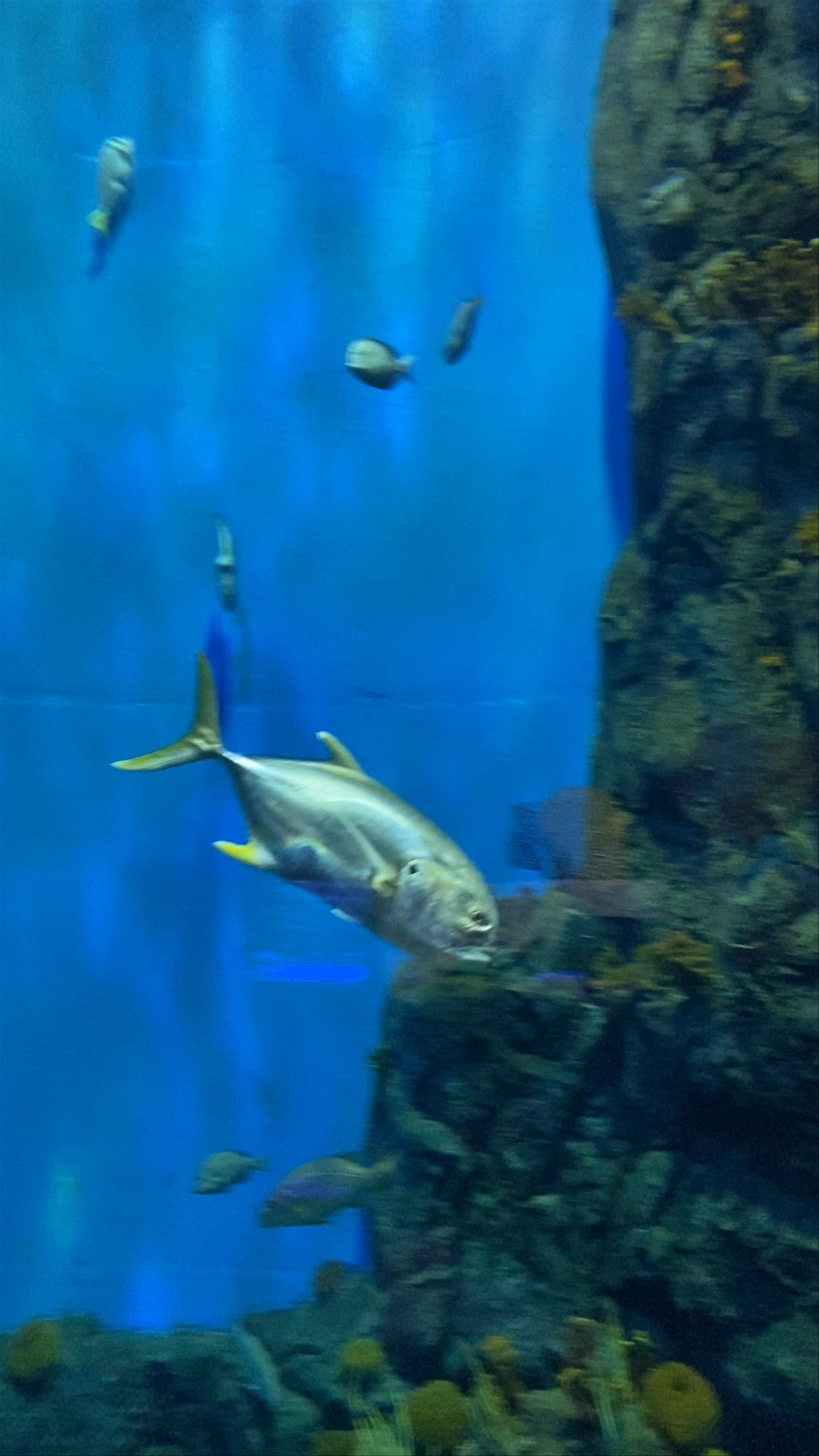 Underwater Wonders at Biomuseo Aquarium, Panama City
