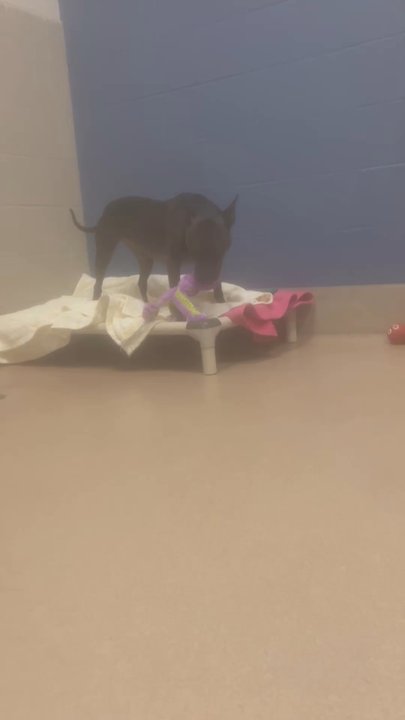SPCA of Wake County - Animal Shelters Near Me - Raleigh, North Carolina
