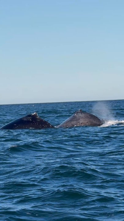Oceanic Expeditions - Whale Watching Tours Near Me - Moss Landing, California