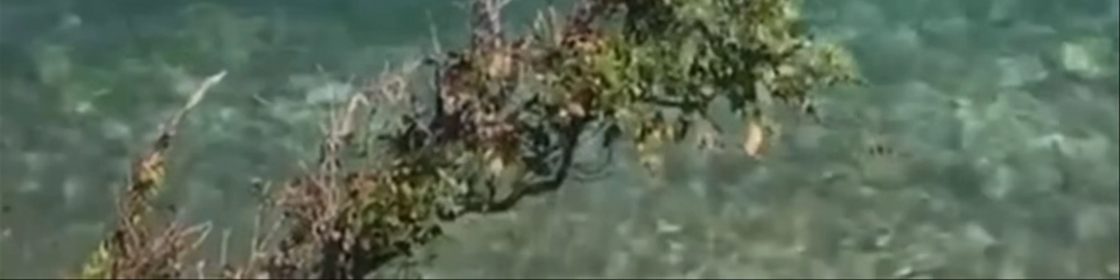 Paralia Mpataria