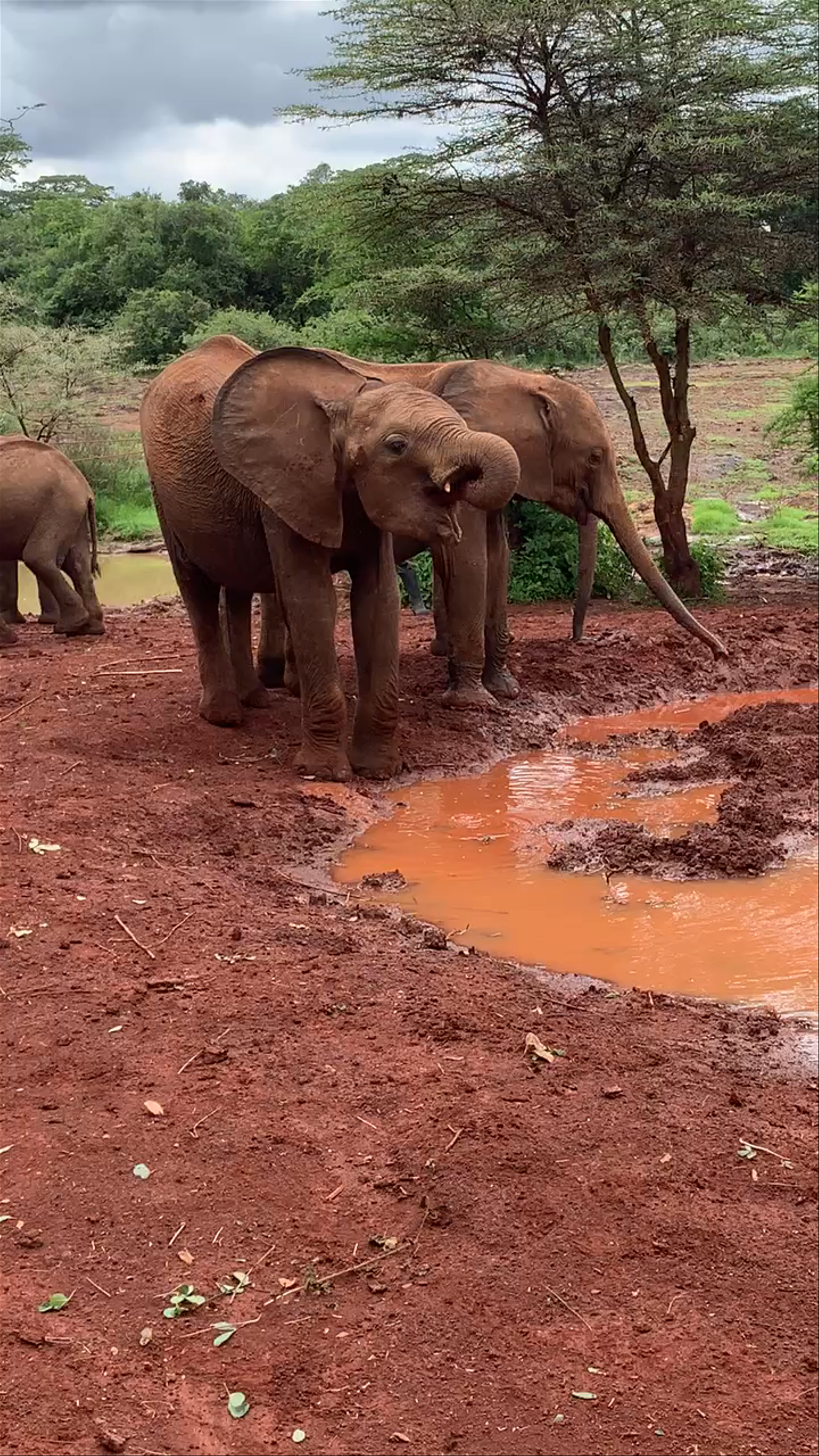 Sheldrick Elephant Orphanage