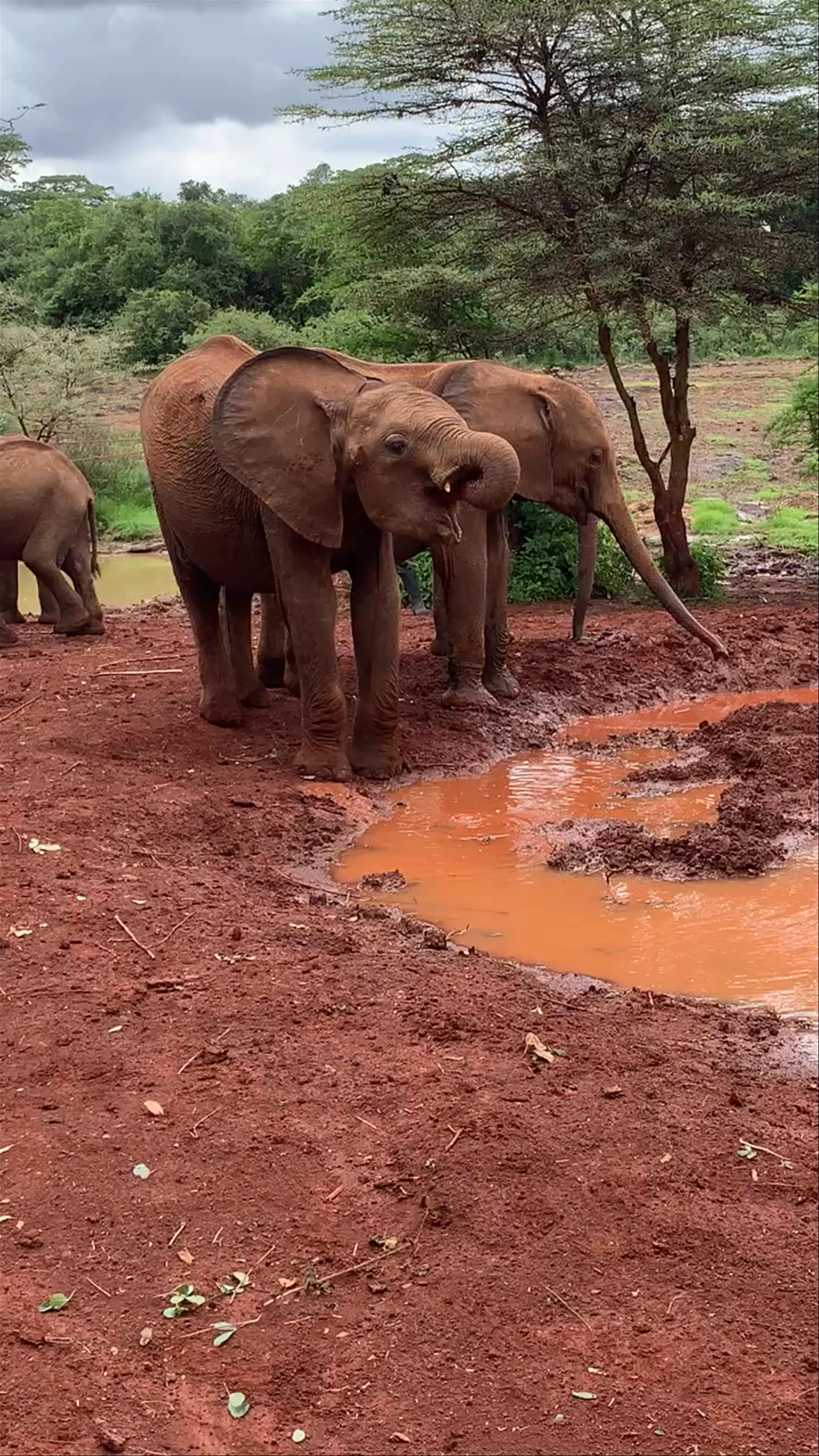 Sheldrick Elephant Orphanage, Nairobi, Kenya