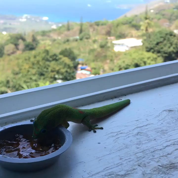The Coffee Shack - Cute breakfast guest - Coffee & Tea Near Me - Captain Cook, Hawaii