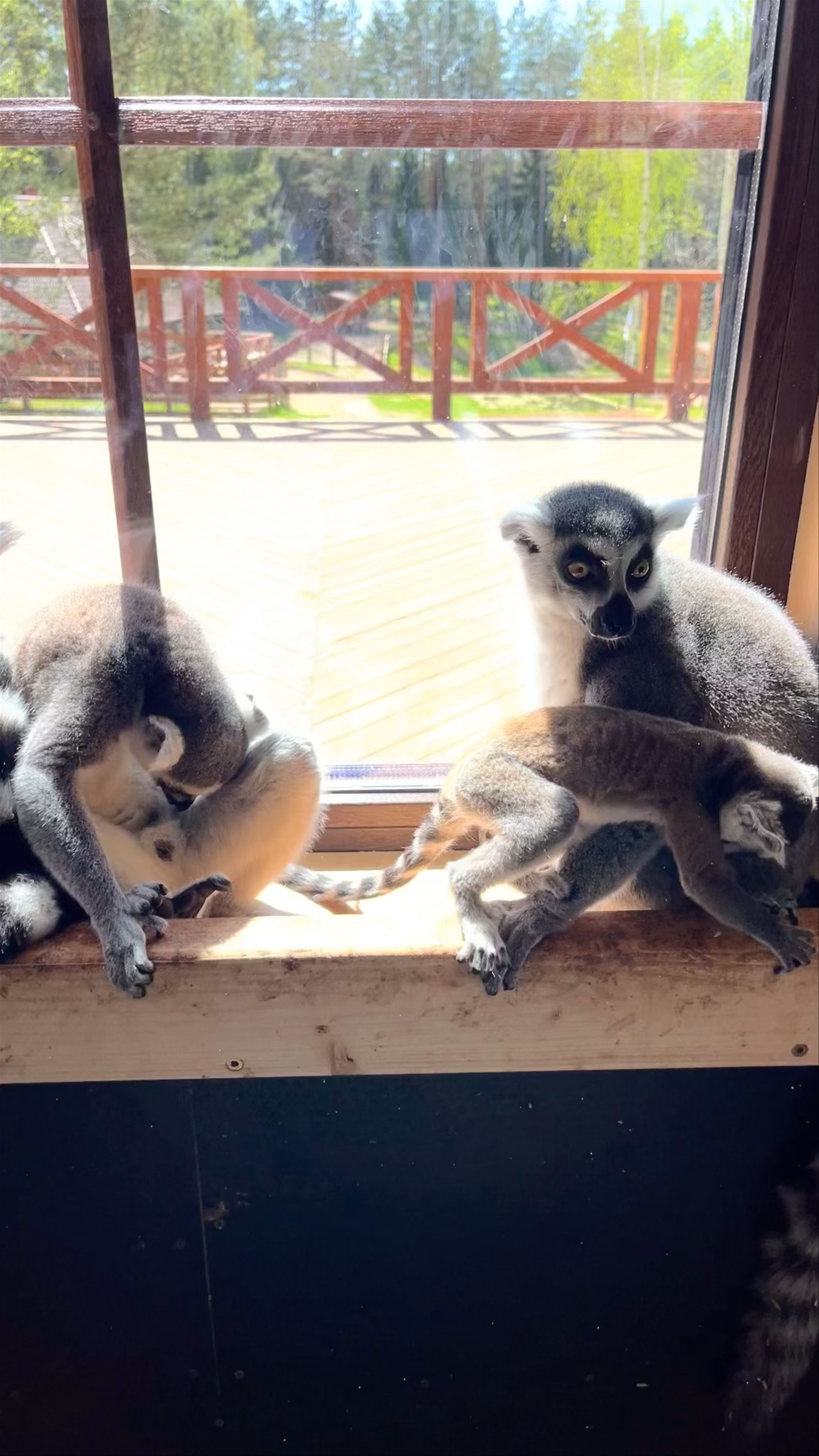Enchanting Lemurs at Rakši ZOO in Latvia