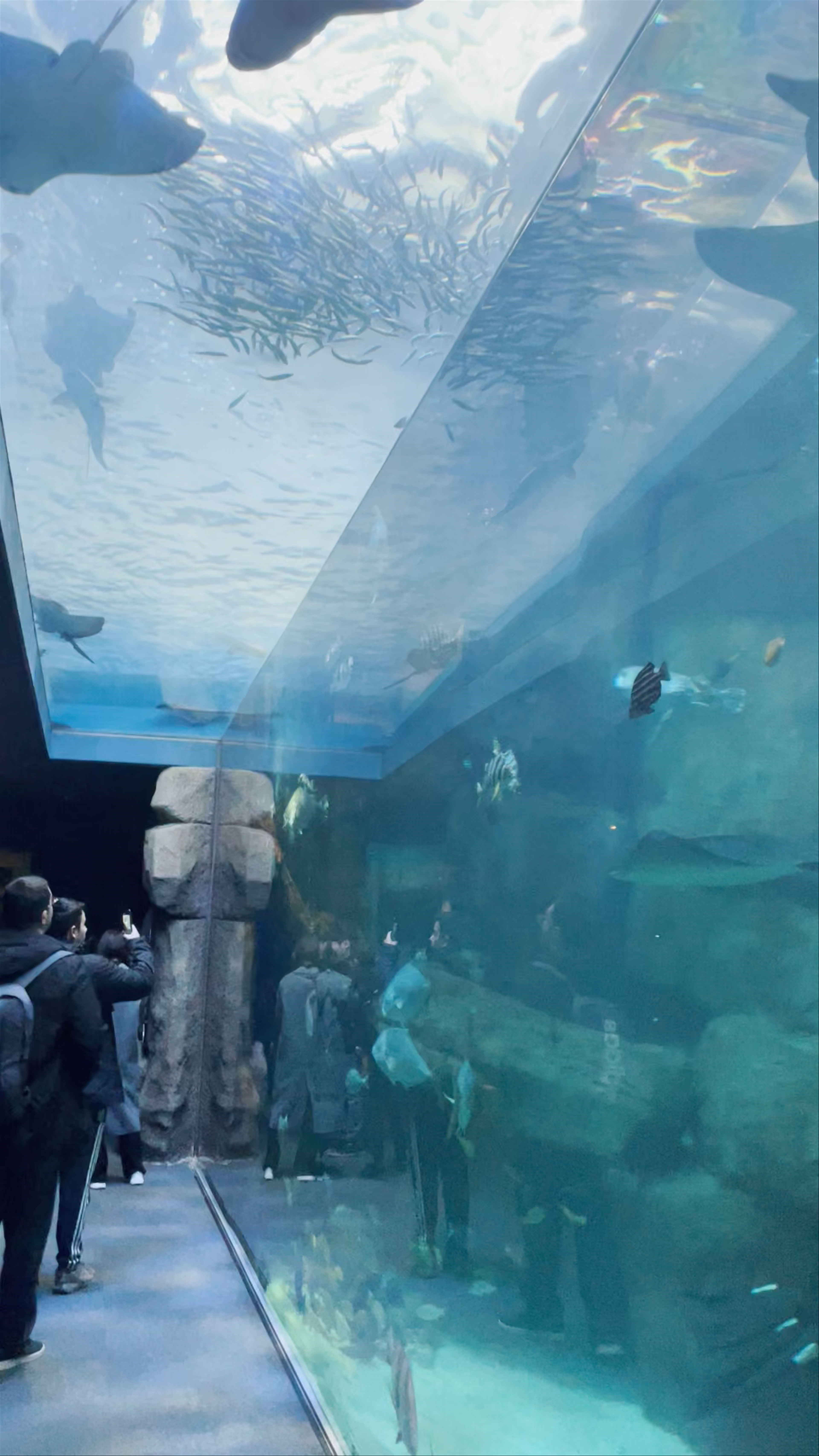 Aquarium public de Miyajima