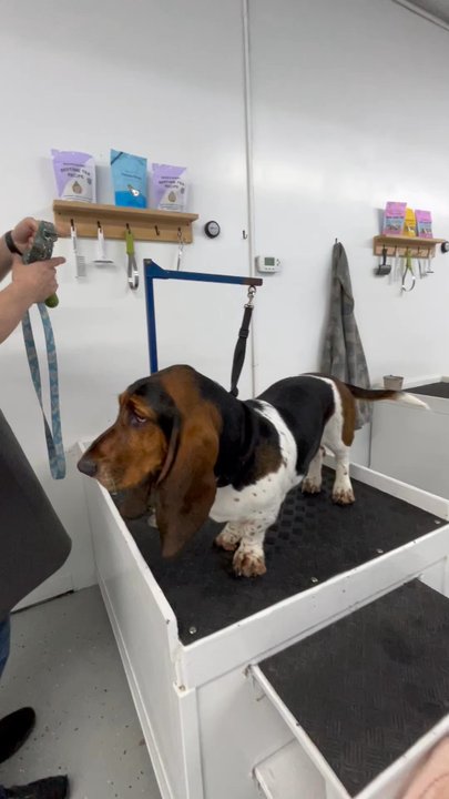 Pup Scrub - Pet Groomers Near Me - Gresham, Oregon
