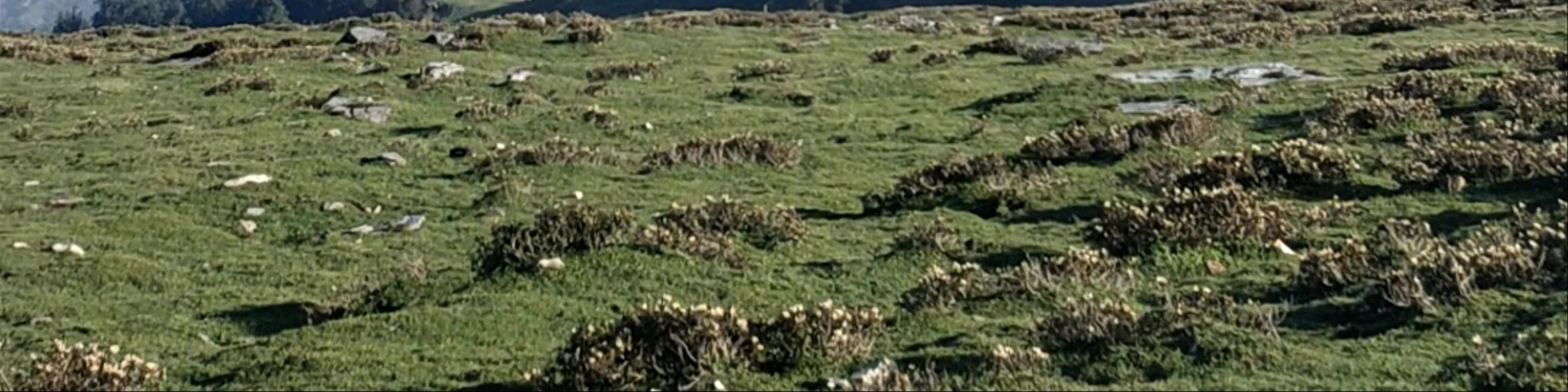 Chopta