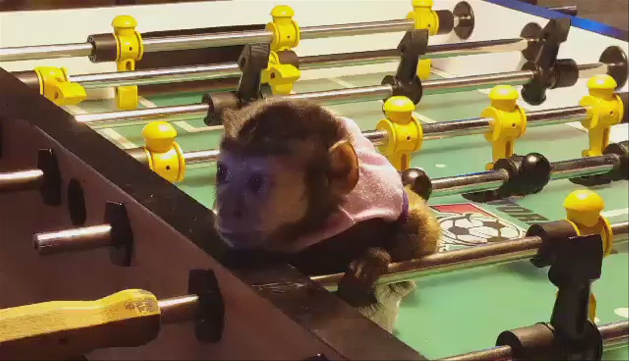 Clicks Billiards - Cutest foosball goalie ever. - Pool Halls Near Me - Tucson, Arizona