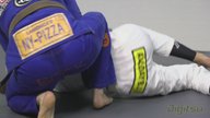 Flamingo To Angry Bird Back Take