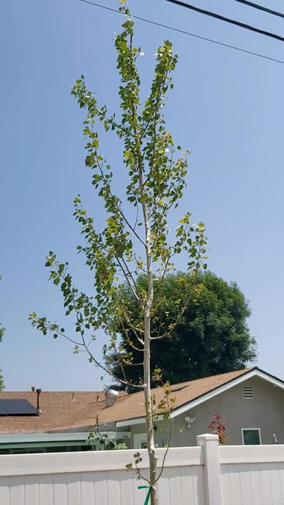 Ayon Nursery - Nurseries & Gardening Near Me - Duarte, California