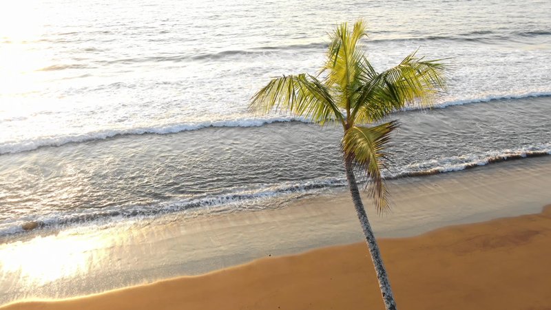 Palm Trees on a Beach in Costa Rica poster